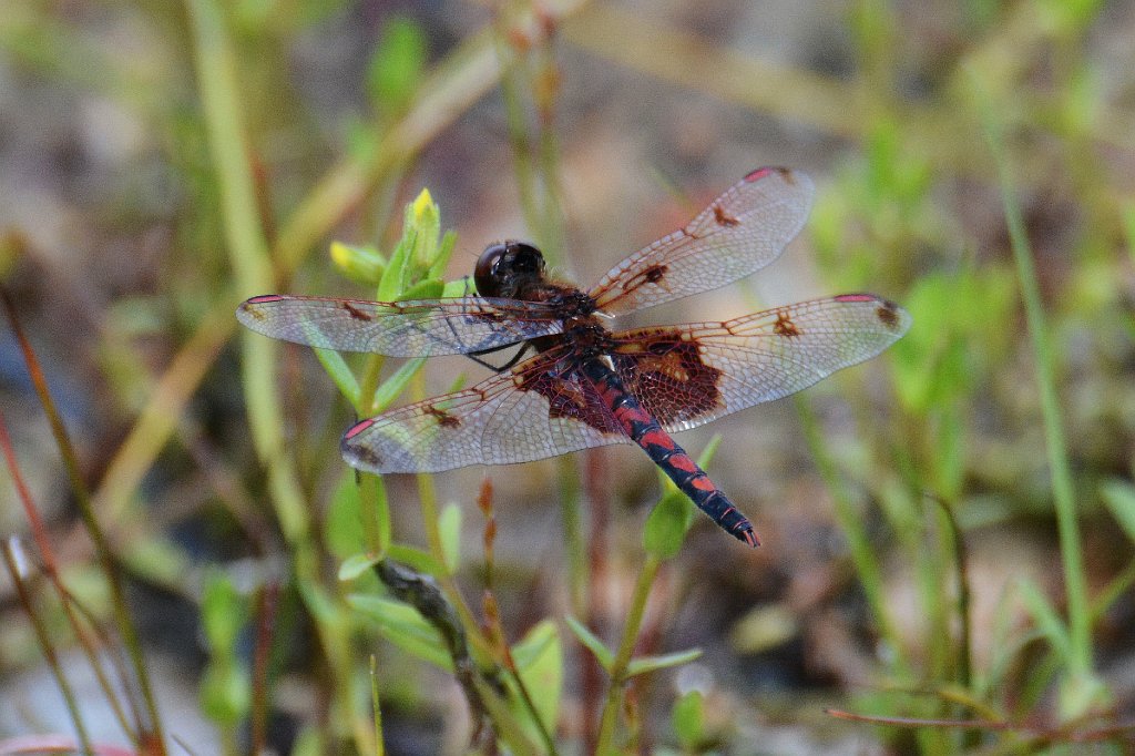 025 2013-08025345 Quabbin Reservoir Park, MA.JPG - Calico Pennant Dragonfly (Celithemis elisa)(m). Quabbin Reservoir Park, MA, 8-2-2013